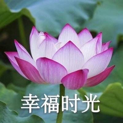 神枪手特牛官方版下载