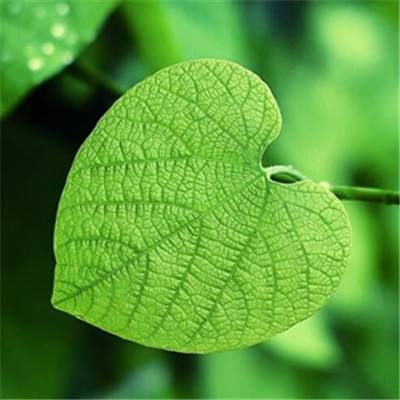 王晶谈梅艳芳赵文卓分手原因